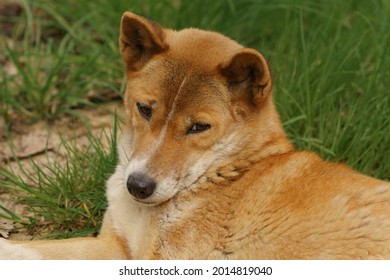 New Guinea Singing Dog Lying On The Grass