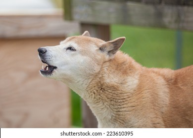 New Guinea Singing Dog Sings