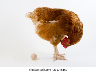 New Hampshire Chicken With Egg