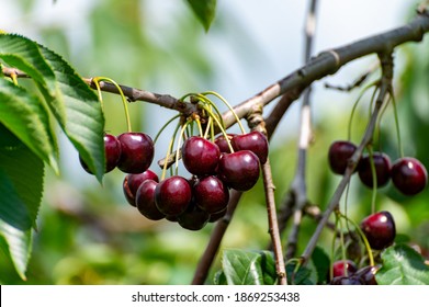 Cerise Tree Hd Stock Images Shutterstock