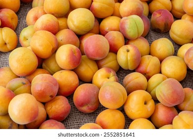 New harvest of fresh ripe sweet yellow-red apricots fruits in Provence, France, fruits background