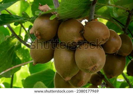 New harvest of golden or green kiwi, hairy fruits hanging on kiwi tree in orchard in Italy, Lazio
