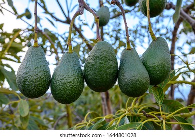 1,128 Avocado grove Images, Stock Photos & Vectors | Shutterstock