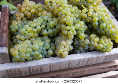 New Harvest Of White Sweet Chardonnay Grapes On Grand Cru Vineyards Near Epernay, Region Champagne, France Close Up