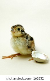 New Hatched Pheasant Chick