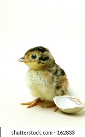 New Hatched Pheasant Chick