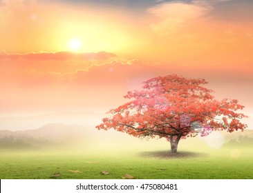 New Heaven And Earth Concept: Alone Tree On Beautiful Meadow Autumn Sunset Background.