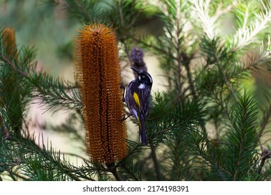 New Holland Honey Eater On A Banksia Plant