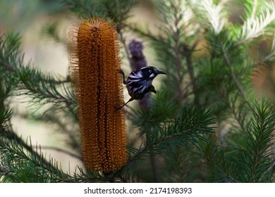 New Holland Honey Eater On A Banksia Plant