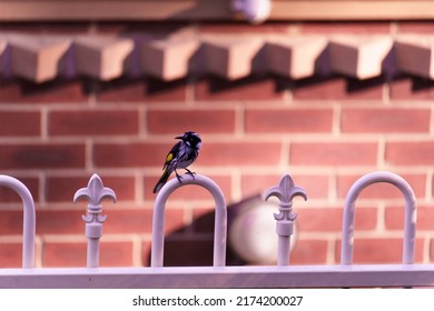 New Holland Honey Eater Sitting On A Suburban House Fence