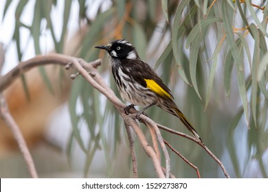 New Holland Honeyeater In Australia