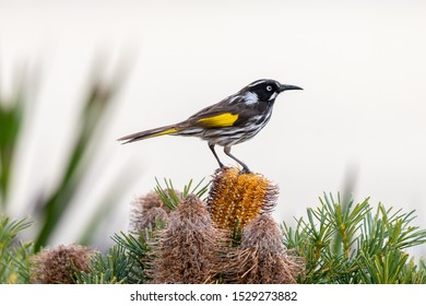 New Holland Honeyeater In Australia