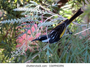 New Holland Honeyeater On Robyn Gordon Grevillea