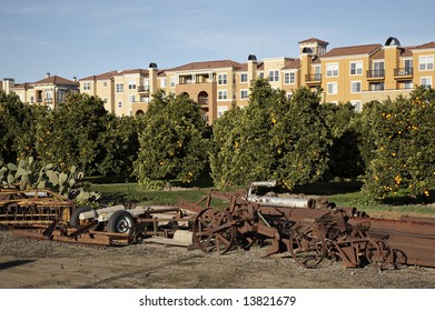 New Housing Development Beside An Orange Orchard.  San Jose, California.