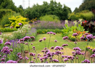 New Jersey Flower Garden With Purple Flowers In Front With The  Garden In Back/beautiful Flower Garden/The Garden State