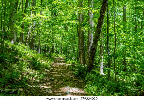 New Jersey Woods Spring Stock Photo 