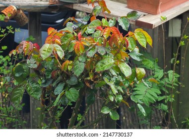 New leaf growth on a rose bush showing multicoloured leafs