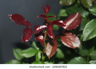 
New Leaf Growth With Red Color On Marwar Plant