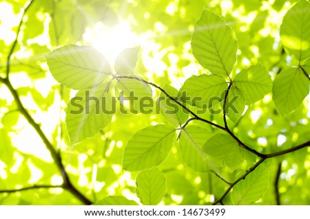 Similar – Image, Stock Photo Beech leaves in sunlight b/w No. 3