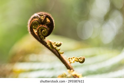 New Leaf Of New Zealand Silver Fern