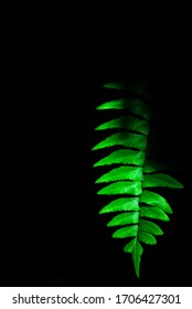 New leafs of the tree