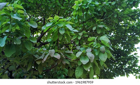 New Leave Of Mahua Tree