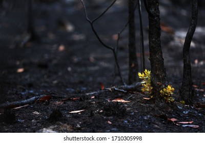 New leaves burst forth from a burnt tree after forest fire.The rebirth of nature after the fire.Ecology concept
background.