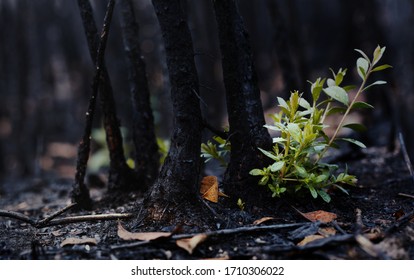 New leaves burst forth from a burnt tree after forest fire.The rebirth of nature after the fire.Ecology concept background.