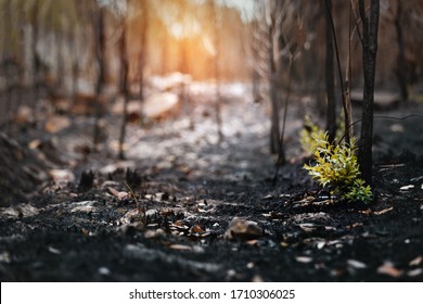 New Leaves Burst Forth From A Burnt Tree After Forest Fire.The Rebirth Of Nature After The Fire.Ecology Concept Background.