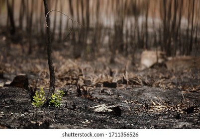 New leaves burst forth from a burnt tree after forest fire.The rebirth of nature after the fire.Ecology concept background.