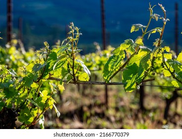 New Leaves Line A Row Of Grapevines In An Oregon Vineyard In Spring.