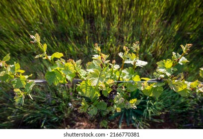 New Leaves Line A Row Of Grapevines In An Oregon Vineyard In Spring.