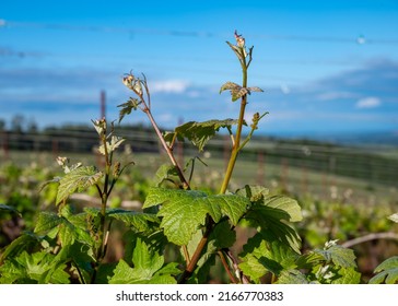 New Leaves Line A Row Of Grapevines In An Oregon Vineyard In Spring.