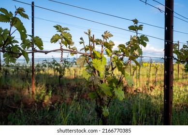 New Leaves Line A Row Of Grapevines In An Oregon Vineyard In Spring.