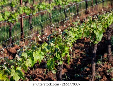 New Leaves Line A Row Of Grapevines In An Oregon Vineyard In Spring.