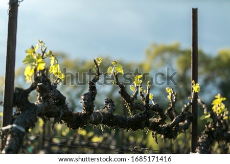 New leaves on grape vines against background of trees and blue sky. Springtime in wine country.