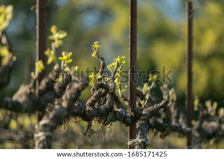 New leaves on grape vines against background of trees and blue sky. Springtime in wine country.