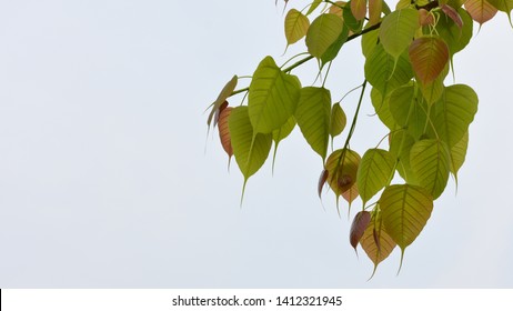Neue Blätter von Peepal Baum (Ficus religiosa), auch bekannt als Bodhi , Pippala oder Aschawa Baum.