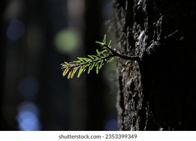 new leaves sprouting from pine tree trunk close-up - Powered by Shutterstock