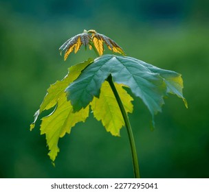 new leaves that grow in spring - Shutterstock ID 2277295041