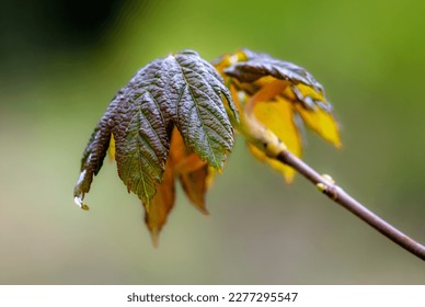 new leaves that grow in spring - Shutterstock ID 2277295547