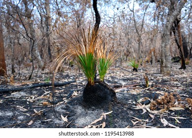 New Life After The Bushfire, Australia