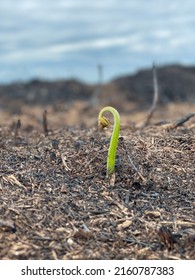 New Life After Fire And Destruction.