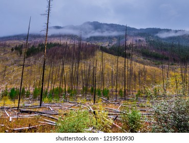 New Life After Forest Fire