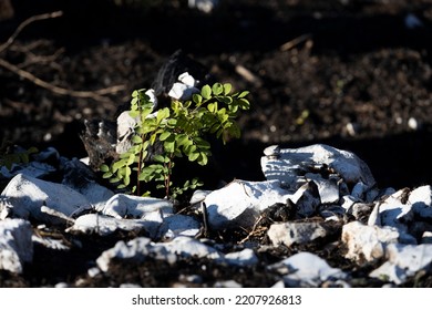 New Life Bursting After Forest Fire