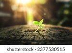 New Life concept with seedling growing sprout (tree). business development symbolic. A strong seedling growing in the stumps. Concept of building a future focus on new life. hope, freedom, life.