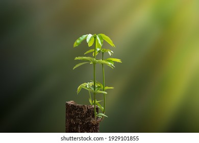 New Life concept  with seedling growing sprout from old trees.
Symbol of new beginning or business development symbolic.