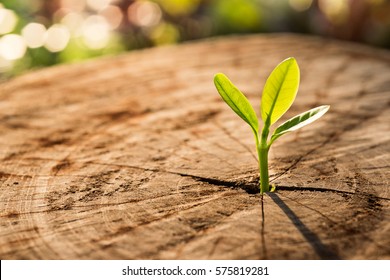 New Life concept with seedling growing sprout (tree).business development symbolic. - Shutterstock ID 575819281
