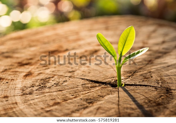 New Life concept with seedling growing sprout (tree).business development symbolic.