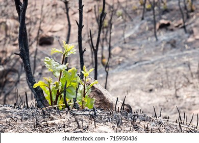 New Life Emerges After A Forest Fire In Colorado